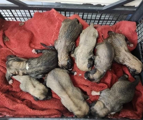 Αυτά είναι τα 8 κουτάβια που έσωσαν οι Συνοριοφύλακες.