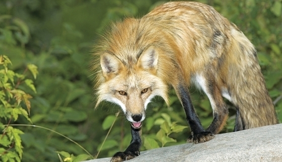 Όταν τα ζώα της άγριας πανίδας καταναλώσουν έστω και ένα δόλωμα αποκτούν ανοσία έναντι της νόσου