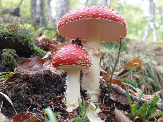 Οι επισκέπτες και φέτος θα έχουν την ευκαιρία να ενημερωθούν για τα διάφορα είδη μανιταριών ενώ παράλληλα θα πραγματοποιηθούν και εξορμήσεις στο δάσος.