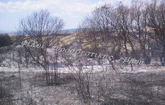 Στην επιχείρηση κατάσβεσης συμμετείχαν τρία οχήματα της Π.Υ καθώς και πεζοπόροι πυροσβέστες.