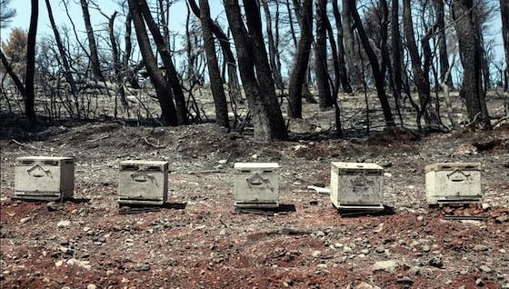 Τέσσερις και πλέον μήνες από τη φωτιά που επί 17 μέρες έκαιγε ακατάπαυστα καμιά βοήθεια δεν υπήρξε για τους πληγέντες μελισσοκόμους του Έβρου.