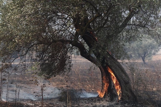 Το σύνολο των προκαταβολών που θα καταβληθεί σε 905 δικαιούχους κατ' επάγγελμα αγρότες για τις ζημιές σε ελαιόδεντρα και άλλες δενδρώδεις καλλιέργειες ανέρχεται στα 10,42 εκατ. ευρώ