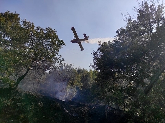 40 στρέμματα δρυοδάσους έκαψε η φωτιά  στη νοτιοδυτική πλευρά του οικισμού Ρούσσα.