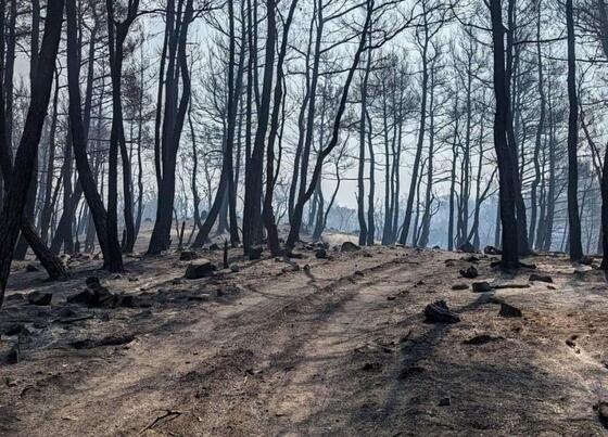 Οι περιβαλλοντικές οργανώσεις υπογραμμίζουν την ανάγκη να διασφαλιστούν τα προστατευόμενα είδη και οικοσυστήματα στις πυρόπληκτες περιοχές
