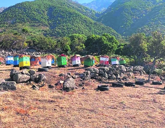 Το μέλλον της μελισσοκομίας στον Έβρο δεν είναι απλά δυσοίωνο, είναι απογοητευτικό