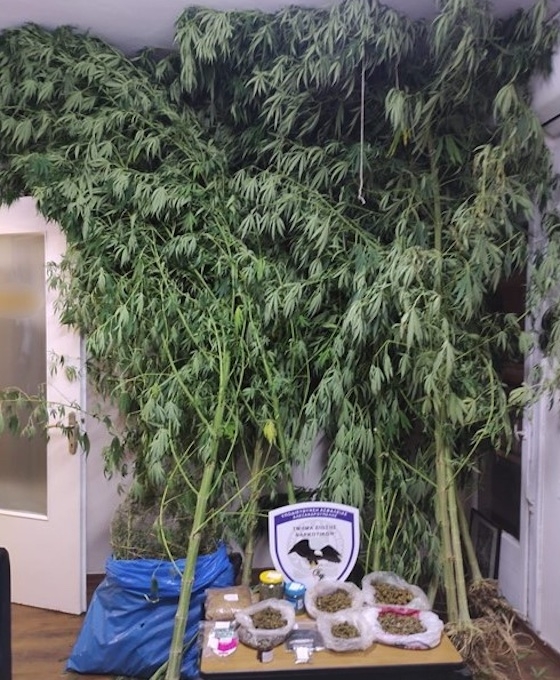 Κατά την διάρκεια του ελέγχου εντοπίστηκαν δέκα δενδρύλλια κάνναβης, από 2,9 έως 4,6 μέτρα!