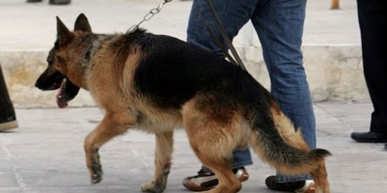 Ο ειδικός σκύλος έβγαλε "λαβράκι" στο λιμάνι της Αλεξανδρούπολης