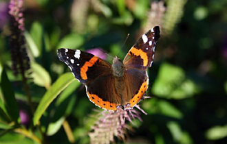  Πρόκειται για ένα φυσιολογικό φαινόμενο, το οποίο συνήθως εμφανίζεται σε έξαρση κάθε 6- 10 χρόνια. 