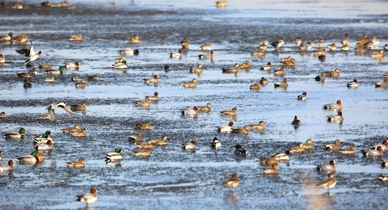 Χειμερινό καταφύγιο για χιλιάδες πουλιά το Δέλτα Έβρου.