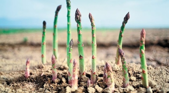 Οι παλαιότερες καλλιέργειες έχουν καταστραφεί από τους αγρότες που τις εκμεταλλεύονταν και έχουν αντικατασταθεί από άλλα είδη.