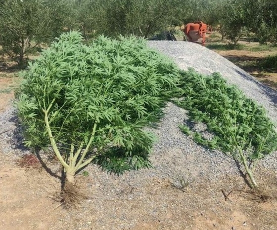 Αυτά είναι τα δύο δενδρύλλια που εντοπίστηκαν στο αγρόκτημα.