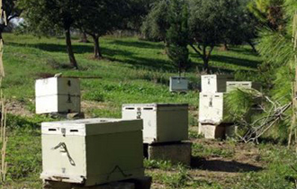  Επρόκειτο για έναν 86χρονο, ο οποίος είχε πάει να δει τα μελίσσια, που διατηρούσε.