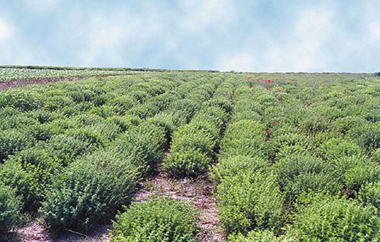 Είκοσι άτομα στην Αλεξανδρούπολη και 60 στις Σάπες.