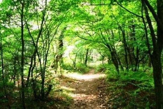 Κίνδυνος από την διέλευση παράτυπων μεταναστών στη Δαδιά – Την παρέμβαση της αστυνομίας ζητά η Kοινότητα