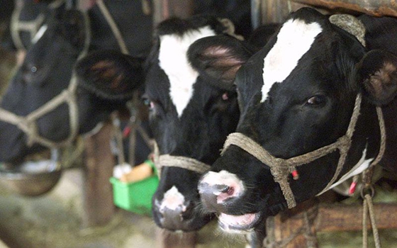 Επανέρχεται ο εφιάλτης της Οζώδους Δερματίτιδας στη Θράκη;