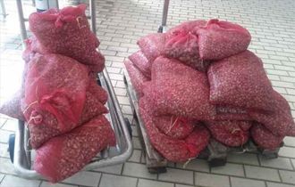 Κατασχέθηκαν 574.300 κιλά όστρακα (τελίνες και αχιβάδες).