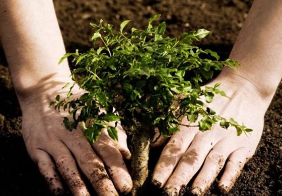 ΤΑΡ.. Αναδάσωση τώρα!