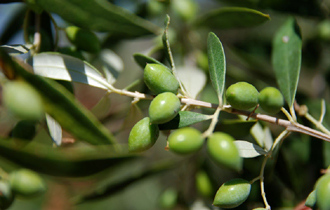 Πρόκειται για μια διαδικασία καλλιέργειας της ελιάς με ελεγχόμενες εισροές και κυρίως ελεγχόμενη χρήση λιπασμάτων και φυτοφαρμάκων.