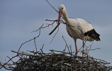 Δυστυχώς ο Πελαργός δεν μπορεί να ξεχωρίζει ότι μπορεί να φέρνει στη φωλιά κάτι που θα είναι πολύ επικίνδυνο για τα μικρά του.