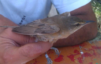 Την πρώτη εβδομάδα παγιδεύτηκαν 873 πουλιά.