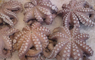 Σε ιδρύματα θα διατεθούν τα αλιεύματα που κατασχέθηκαν.