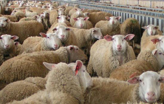 Ένα μόλις μήνα μετά την εμφάνιση των πρώτων κρουσμάτων ευλογιάς σε εκτροφή στον Έβρο.