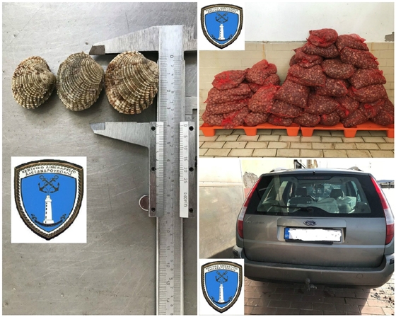 Σχεδόν 1 τόνος ακατάλληλα όστρακα κατασχέθηκε στην Αλεξανδρούπολη