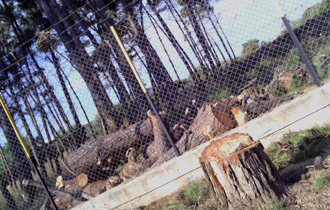 Να γίνει πάρκο και να σωθεί το υπόλοιπο δασάκι του Στρατοπέδου Γιαννούλη.