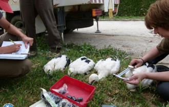 Δακτυλιώθηκαν συνολικά 29 νεοσσοί από 9 διαφορετικές φωλιές.