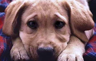 Τα τετράποδα κατάφεραν να σωθούν και τώρα αναρρώνουν.