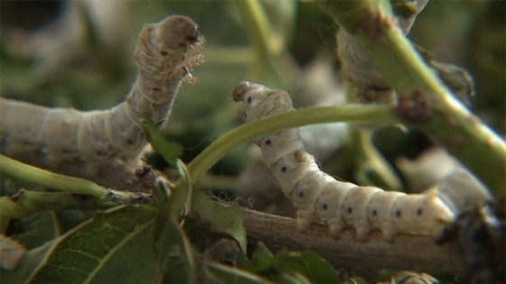 «Το μεταξένιο ταξίδι της εκτροφής του μεταξοσκώληκα»  στο Μουσείο Μετάξης