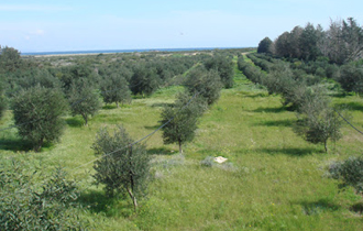 Οι συνθήκες ευνοούν την εξάπλωση του εντόμου. 