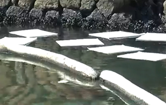 Η πετρελαιοκηλίδα ταν μικρής έκτασης, ωστόσο η μυρωδιά που αναδυόταν ήταν έντονη.