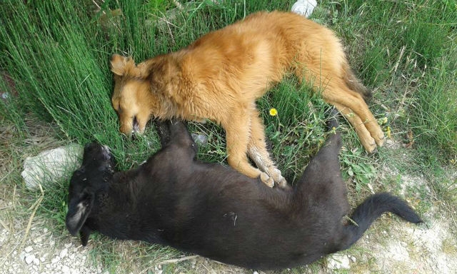 Δηλητηρίασαν με φόλα τρία σκυλιά στην Ορεστιάδα