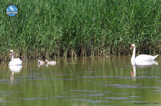 Φωτογραφία από Φορέα Διαχείρισης Δέλτα του Έβρου.