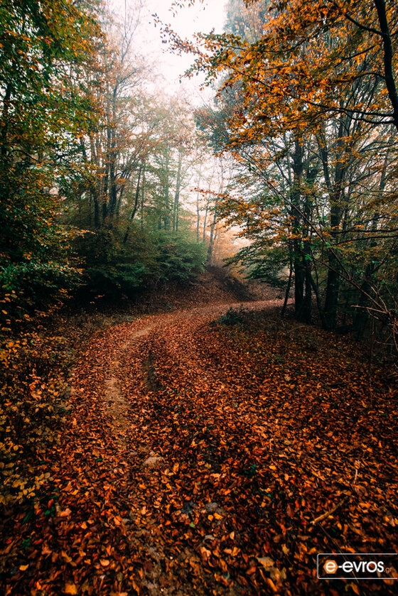 Στο δάσος της Λεπτοκαρυάς, λίγα χιλιόμετρα έξω από την Αλεξανδρούπολη
